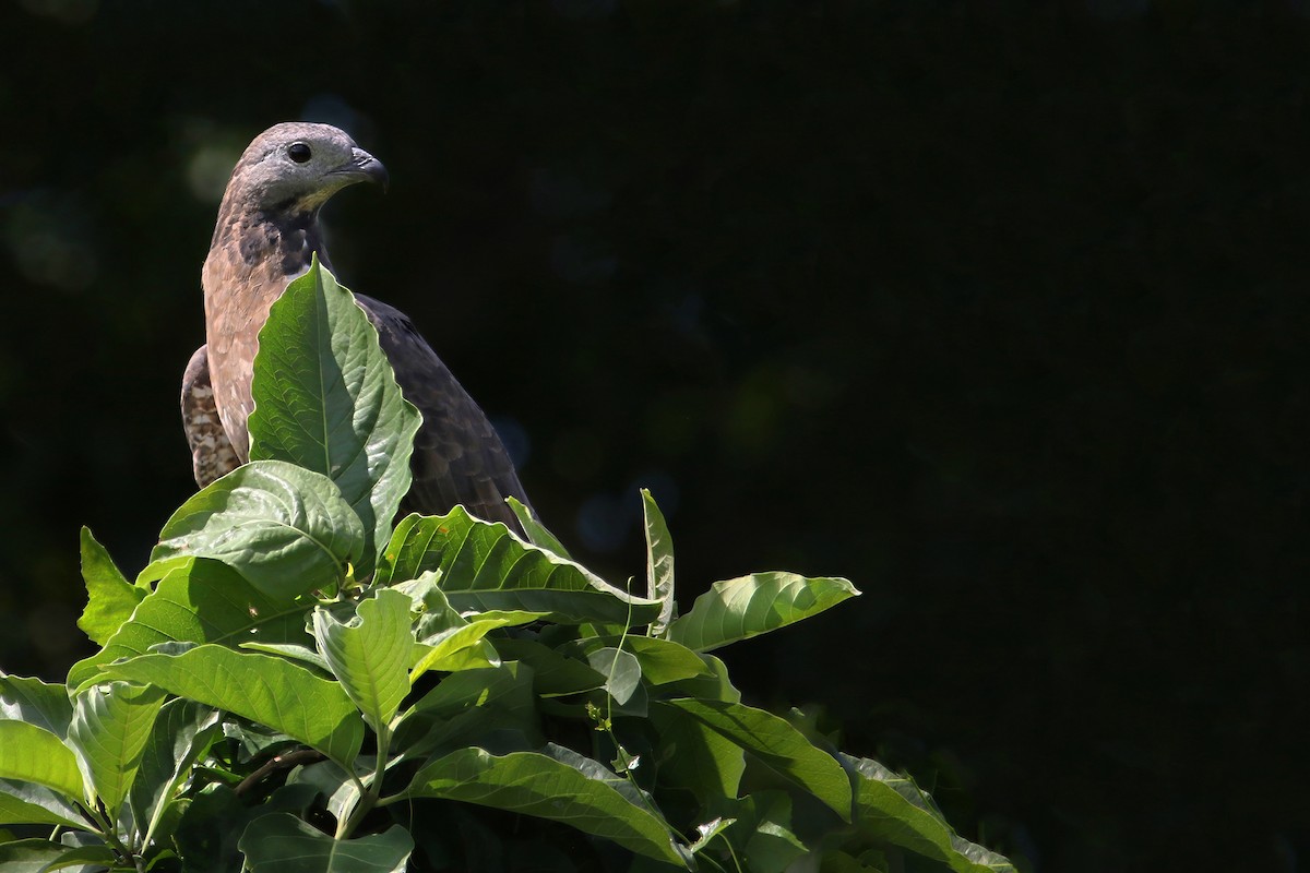 Bondrée orientale (orientalis) - ML642953753