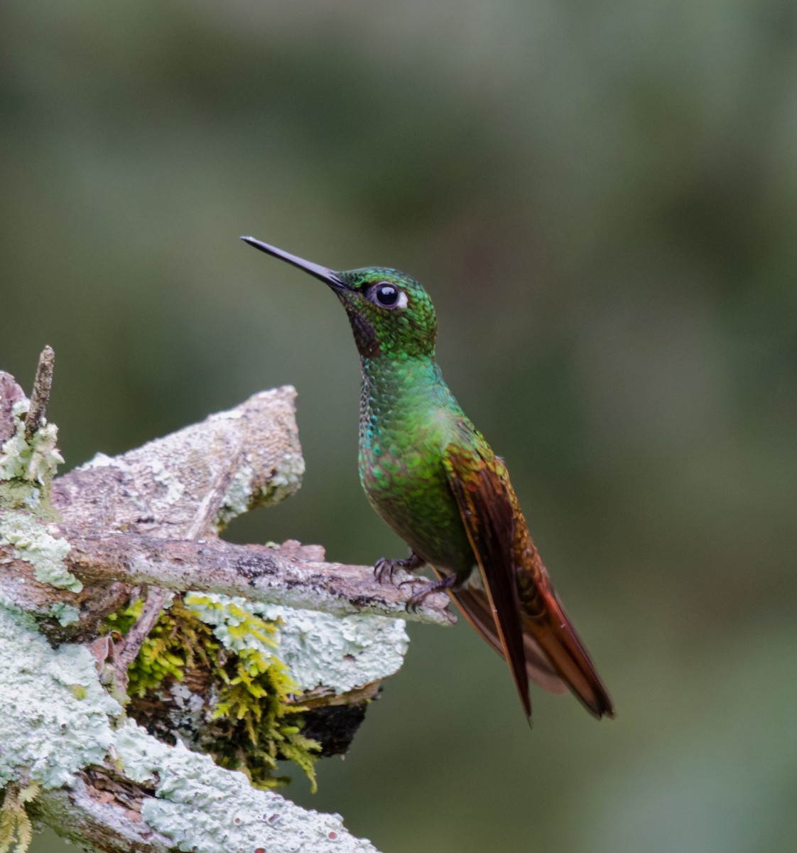 Colibri rubis-émeraude - ML642953755