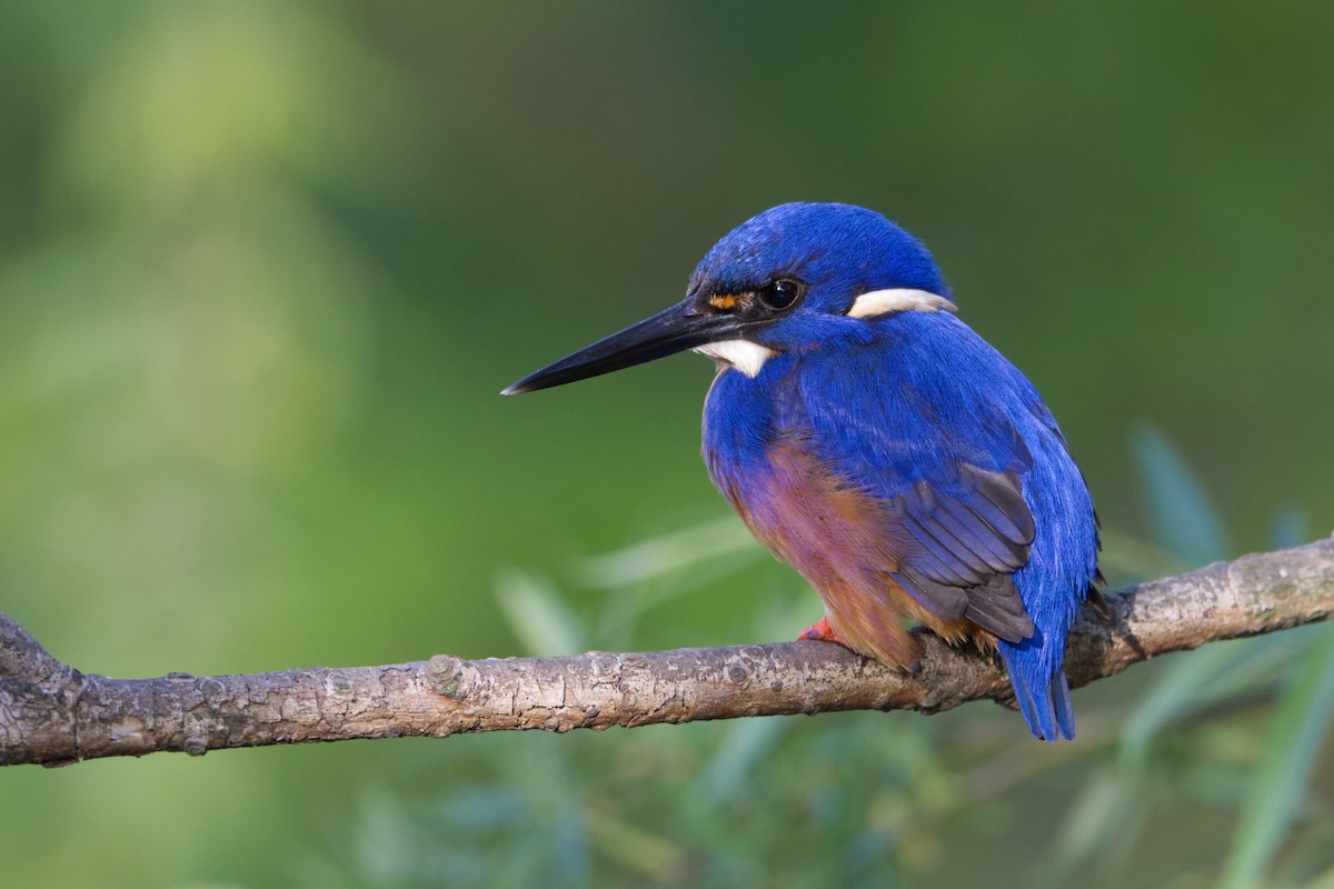 Martin-pêcheur à dos bleu - ML642953758