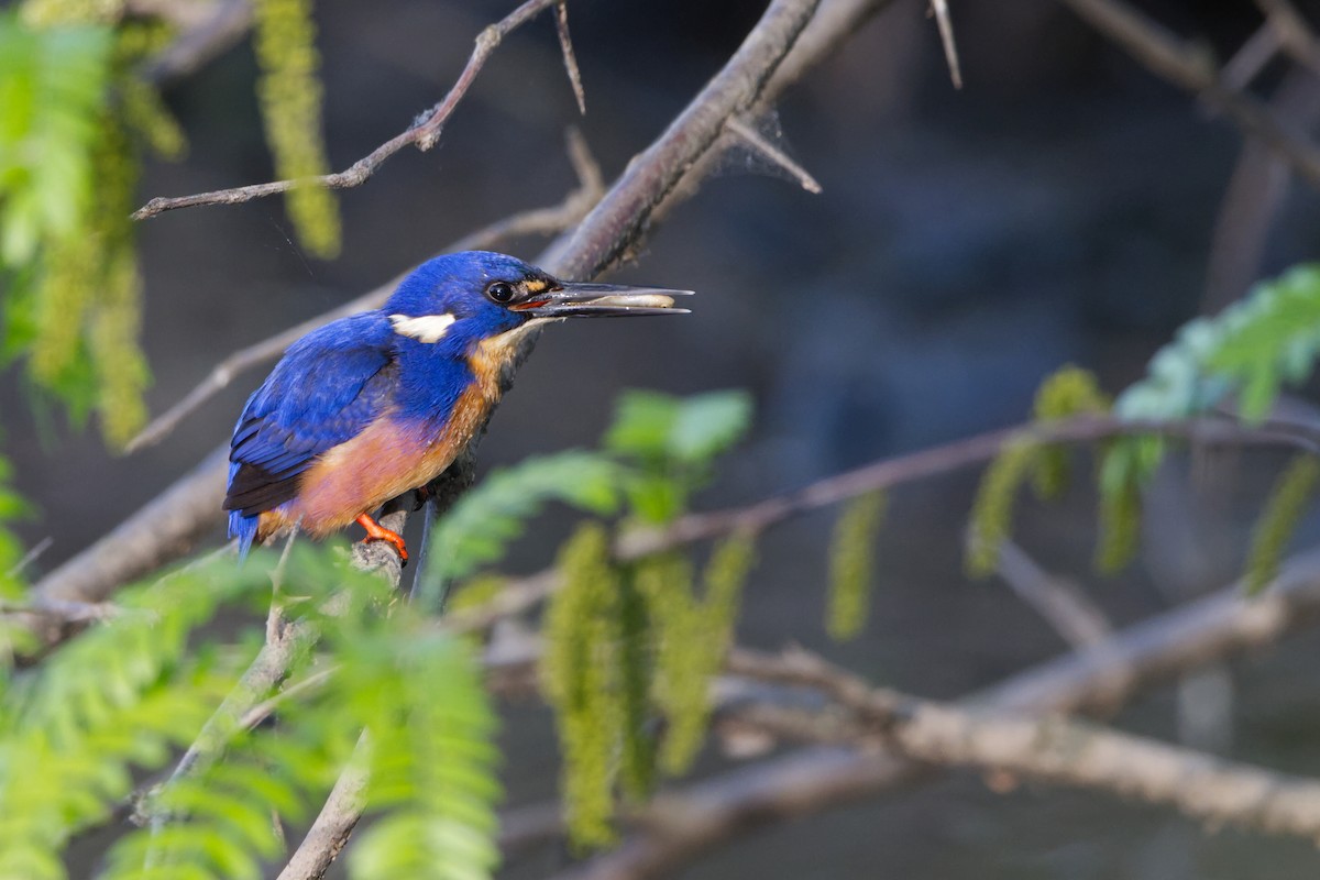 Martin-pêcheur à dos bleu - ML642953759