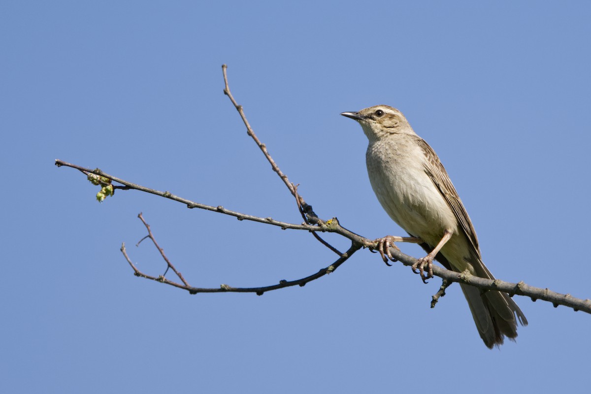 Rufous Songlark - ML642953763