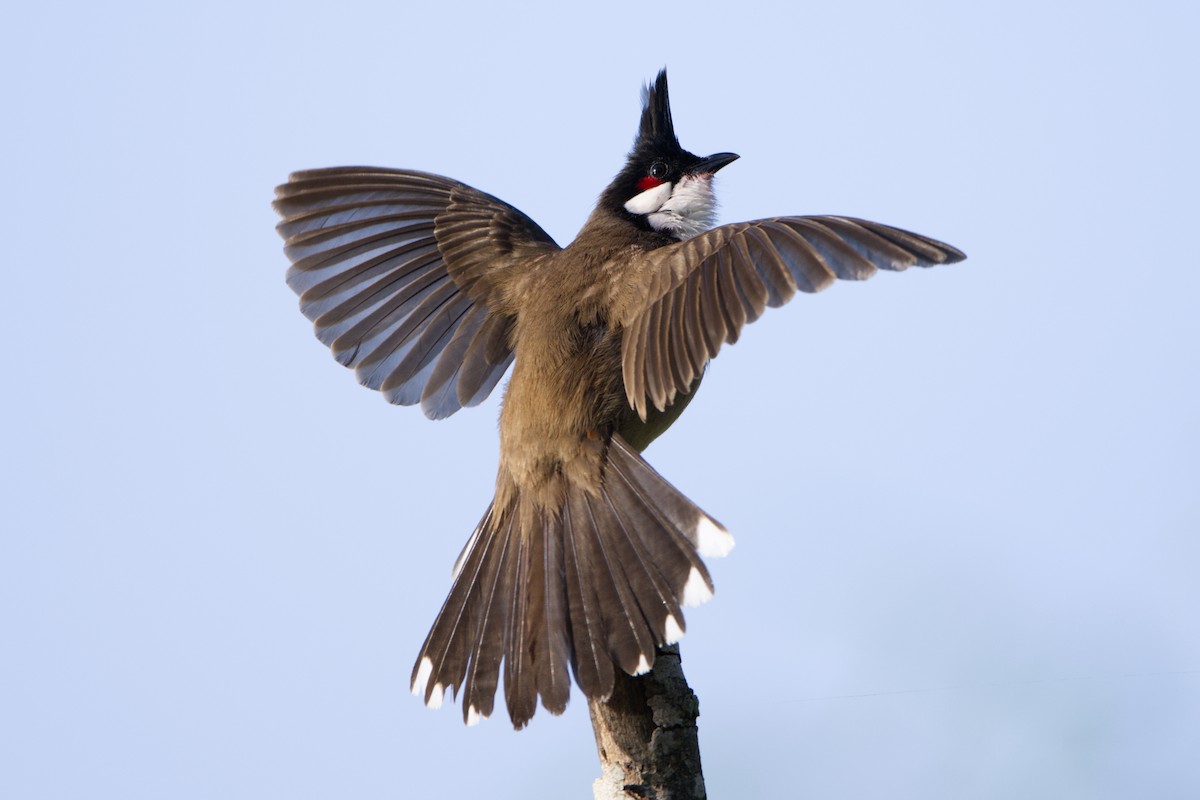 Bulbul masailgorria - ML642953772