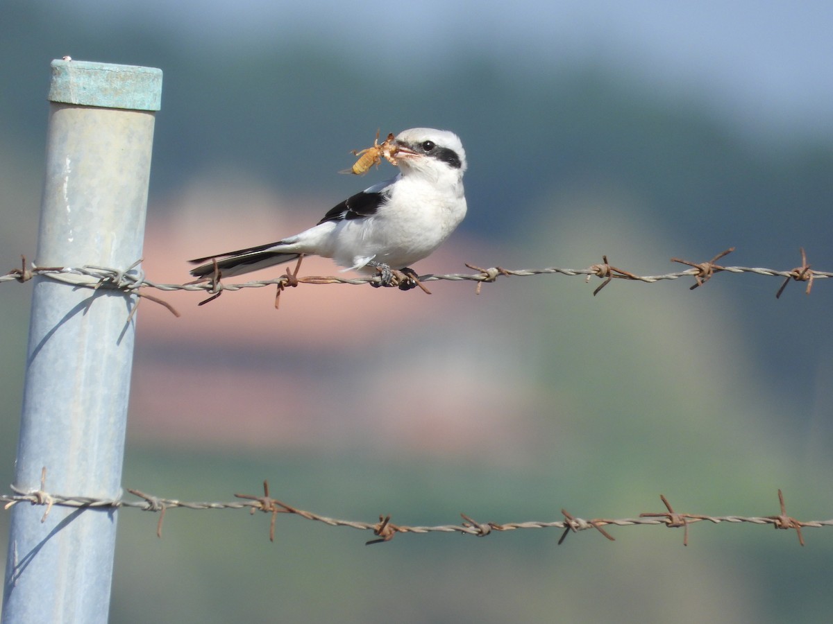Great Gray Shrike - ML642953786