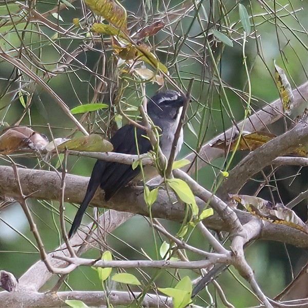 Bluish-gray Saltator - ML642953795