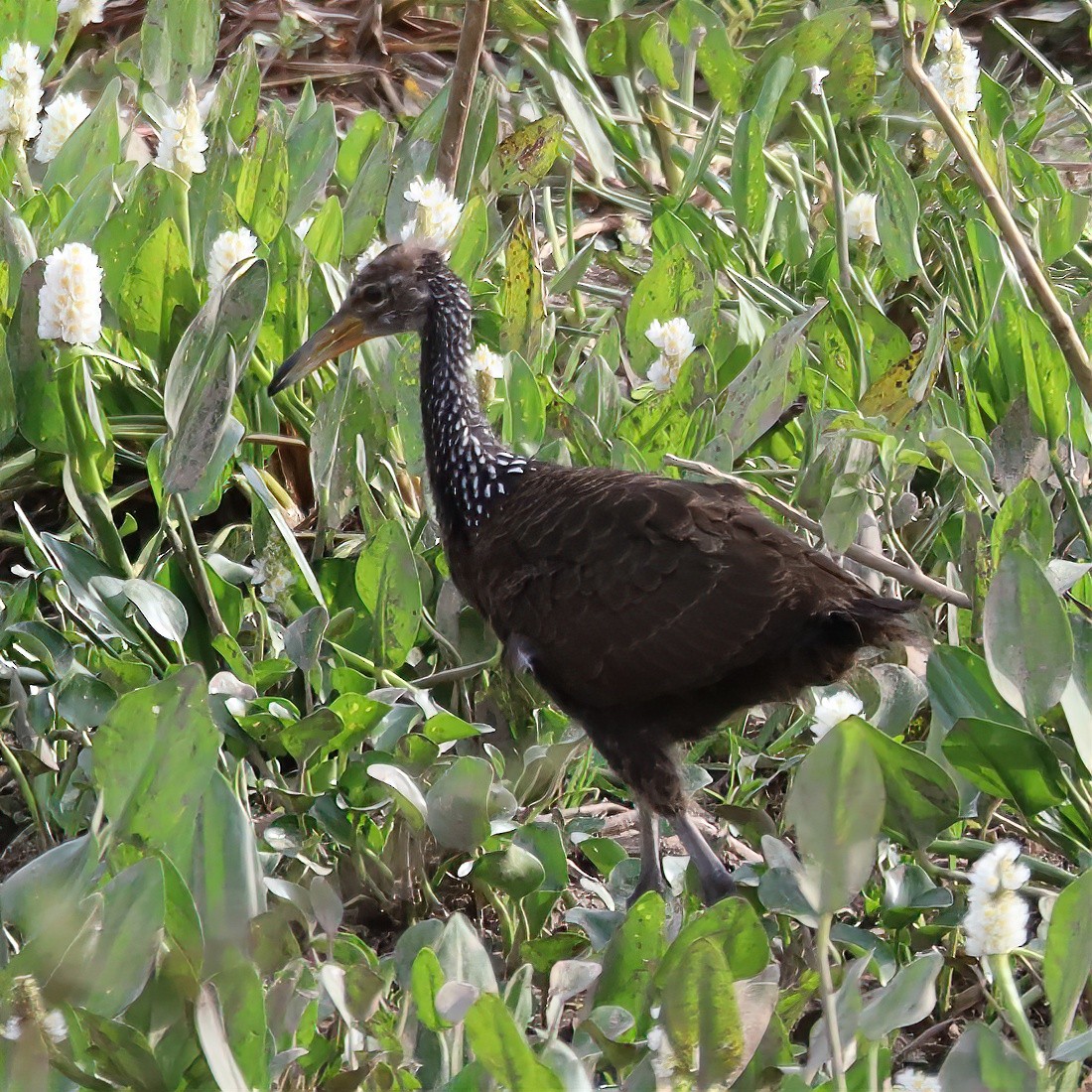 Limpkin - ML642953800