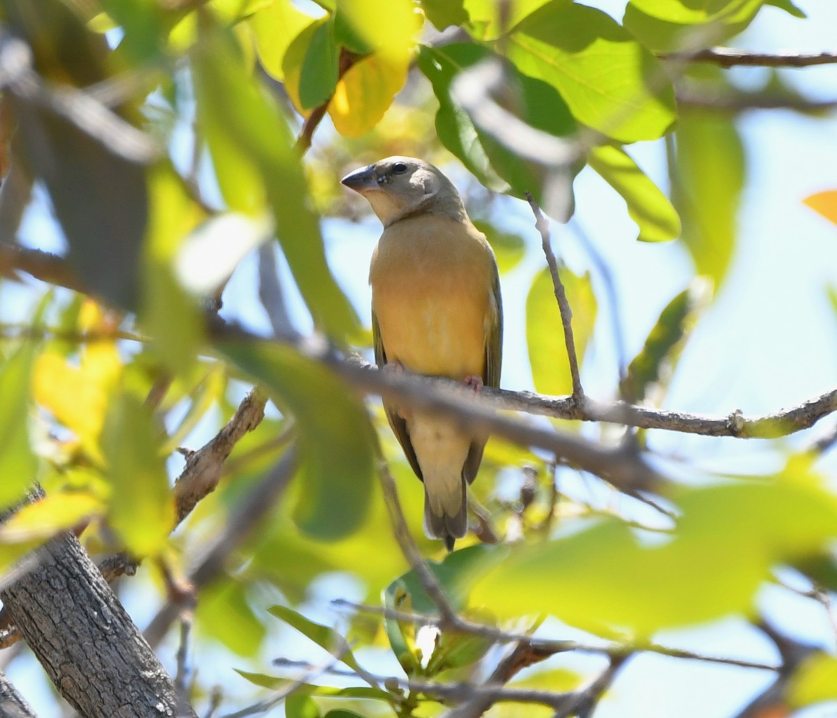 Gouldian Finch - ML642953805