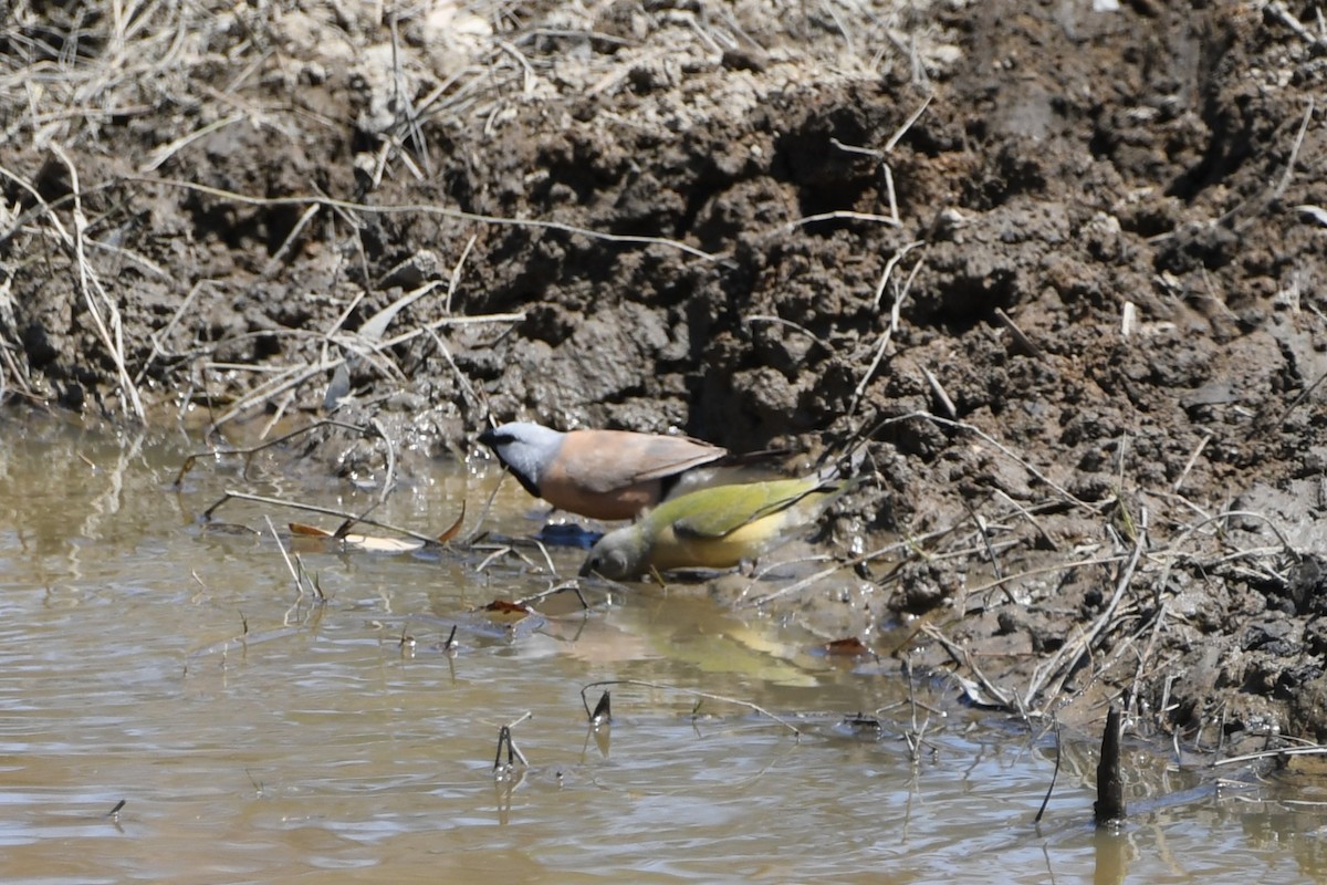 Gouldian Finch - ML642953806