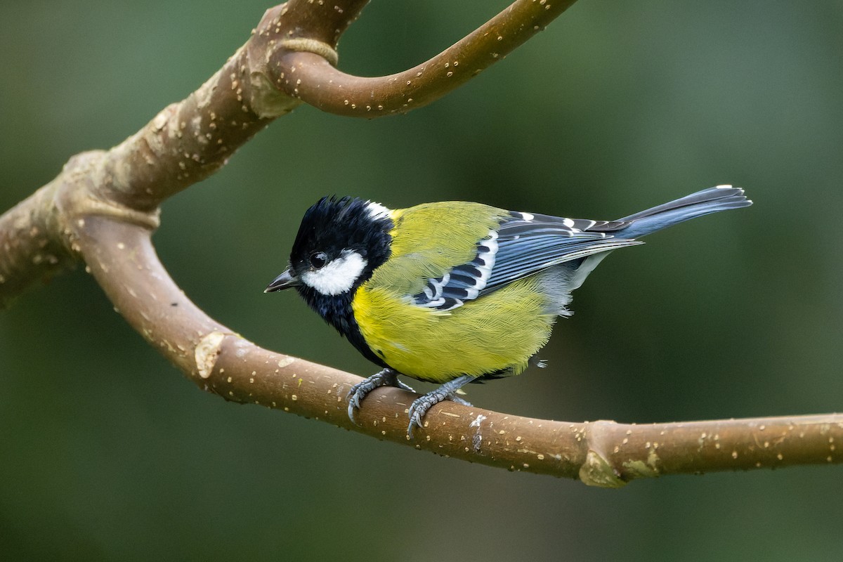 Green-backed Tit - ML642953811