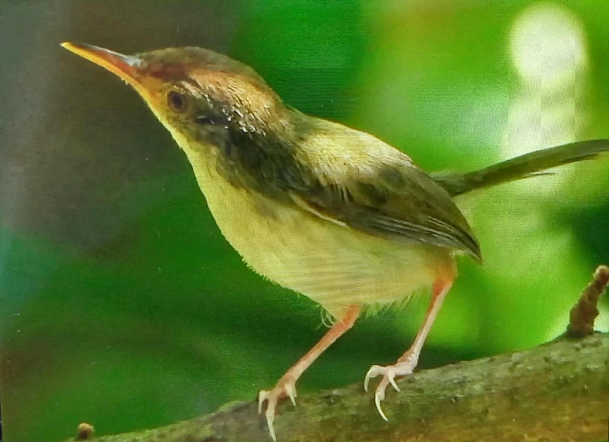 Common Tailorbird - ML642953812