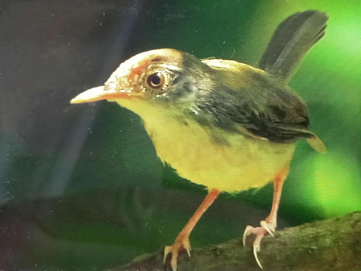 Common Tailorbird - ML642953813