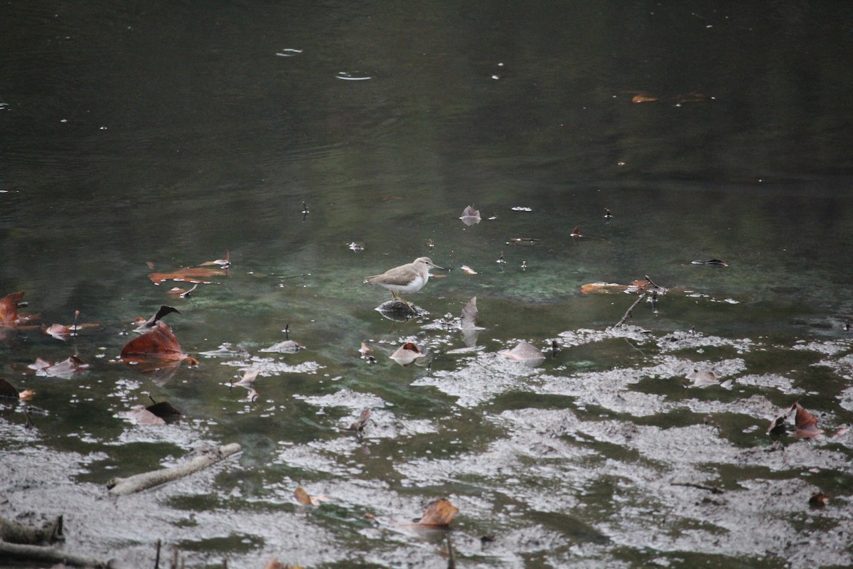 Spotted Sandpiper - ML642953814