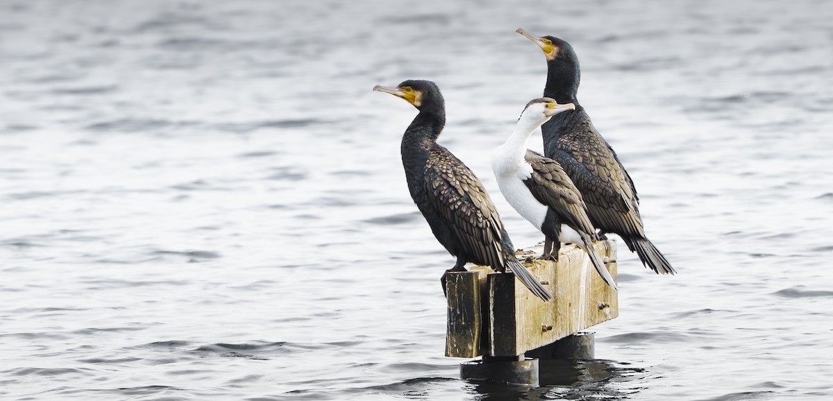 Pied Cormorant - ML642953818