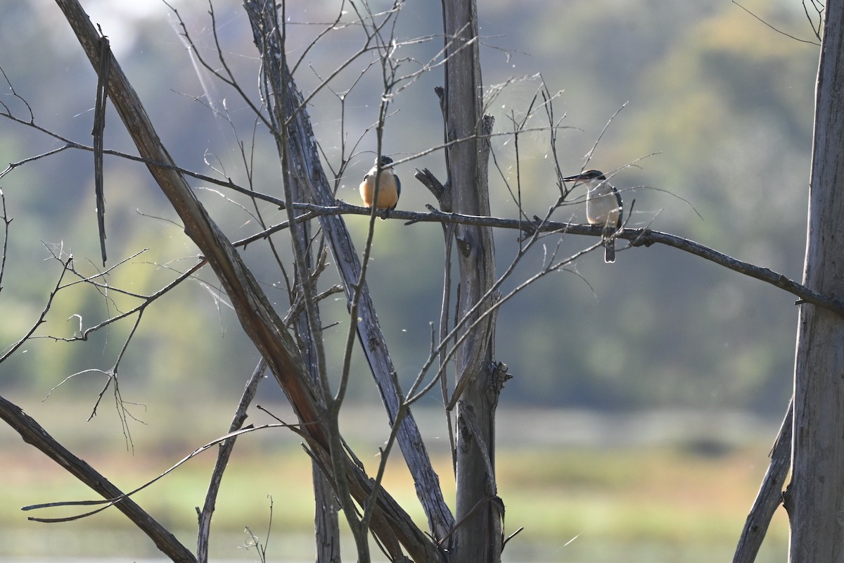 Sacred Kingfisher - ML642953819