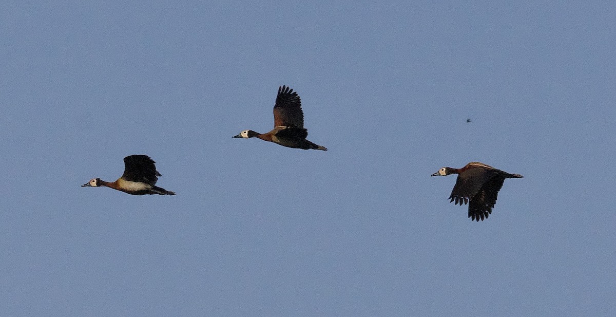 White-faced Whistling-Duck - ML642953827