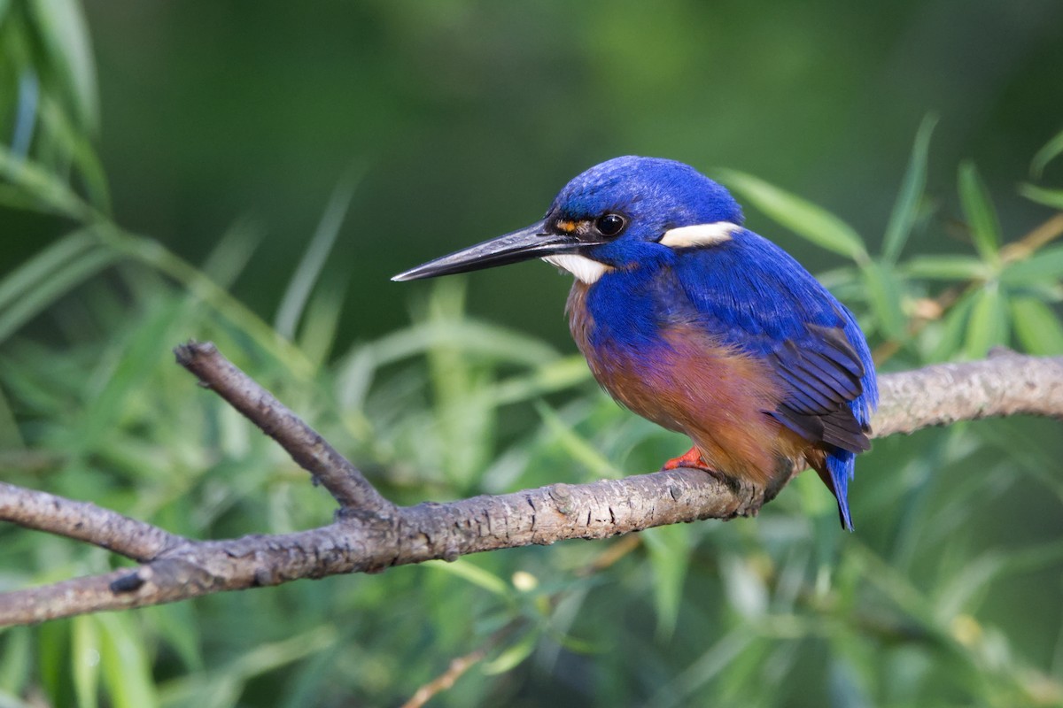 Azure Kingfisher - ML642953841