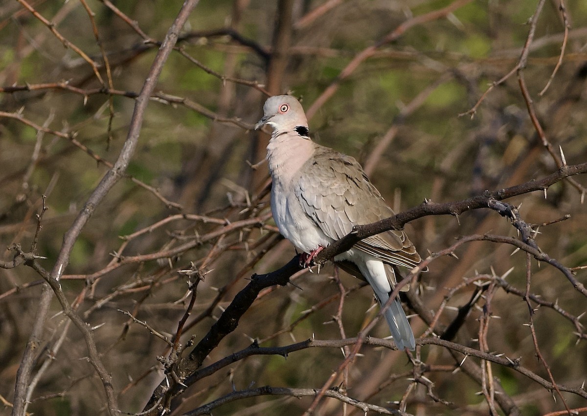 Mourning Collared-Dove - ML642953848