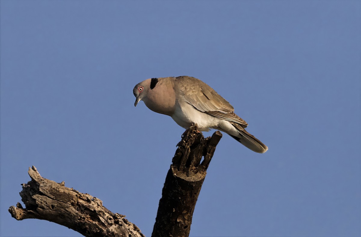 Mourning Collared-Dove - ML642953849