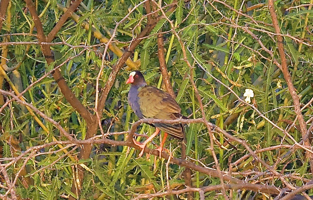 Allen's Gallinule - ML642953856