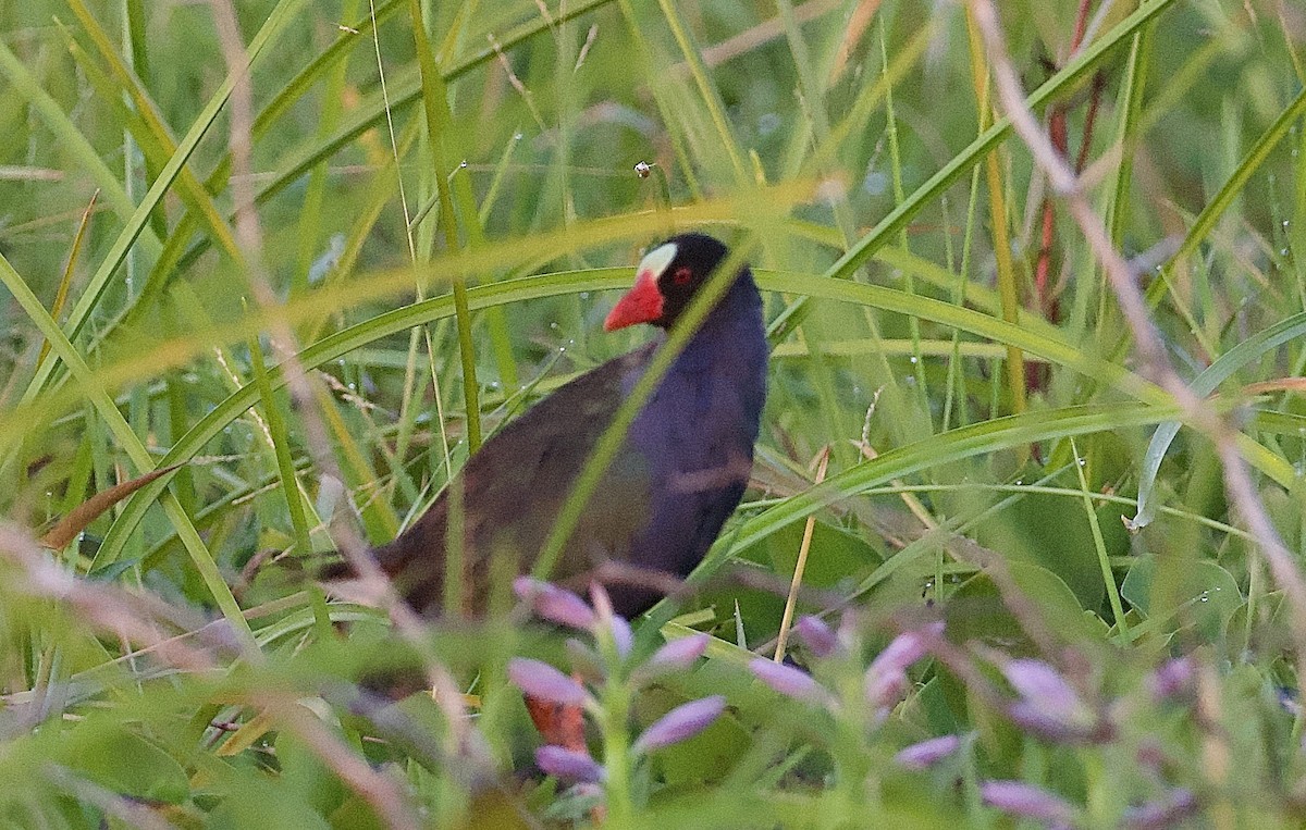Allen's Gallinule - ML642953857