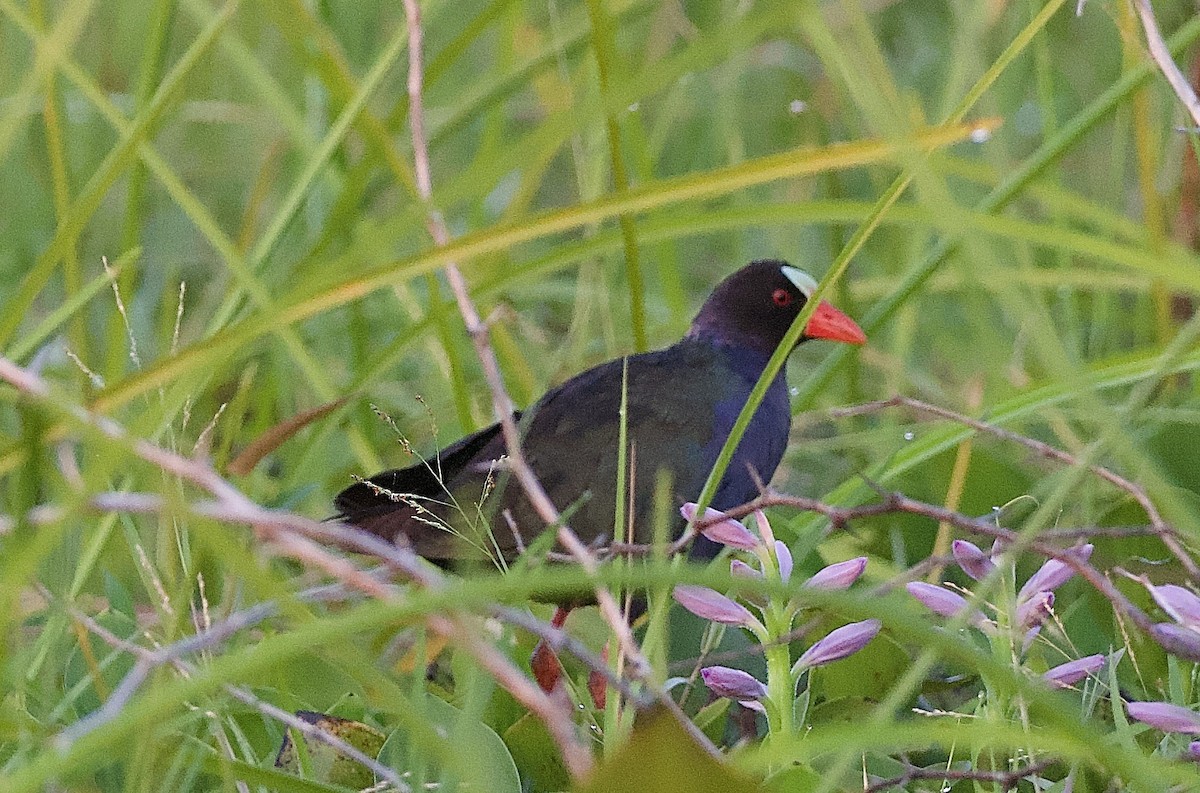 Allen's Gallinule - ML642953858