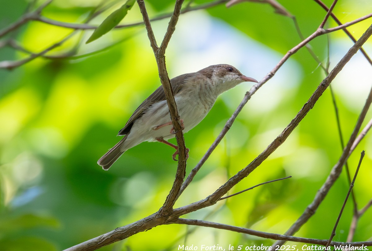 Brown-backed Honeyeater - ML642953882