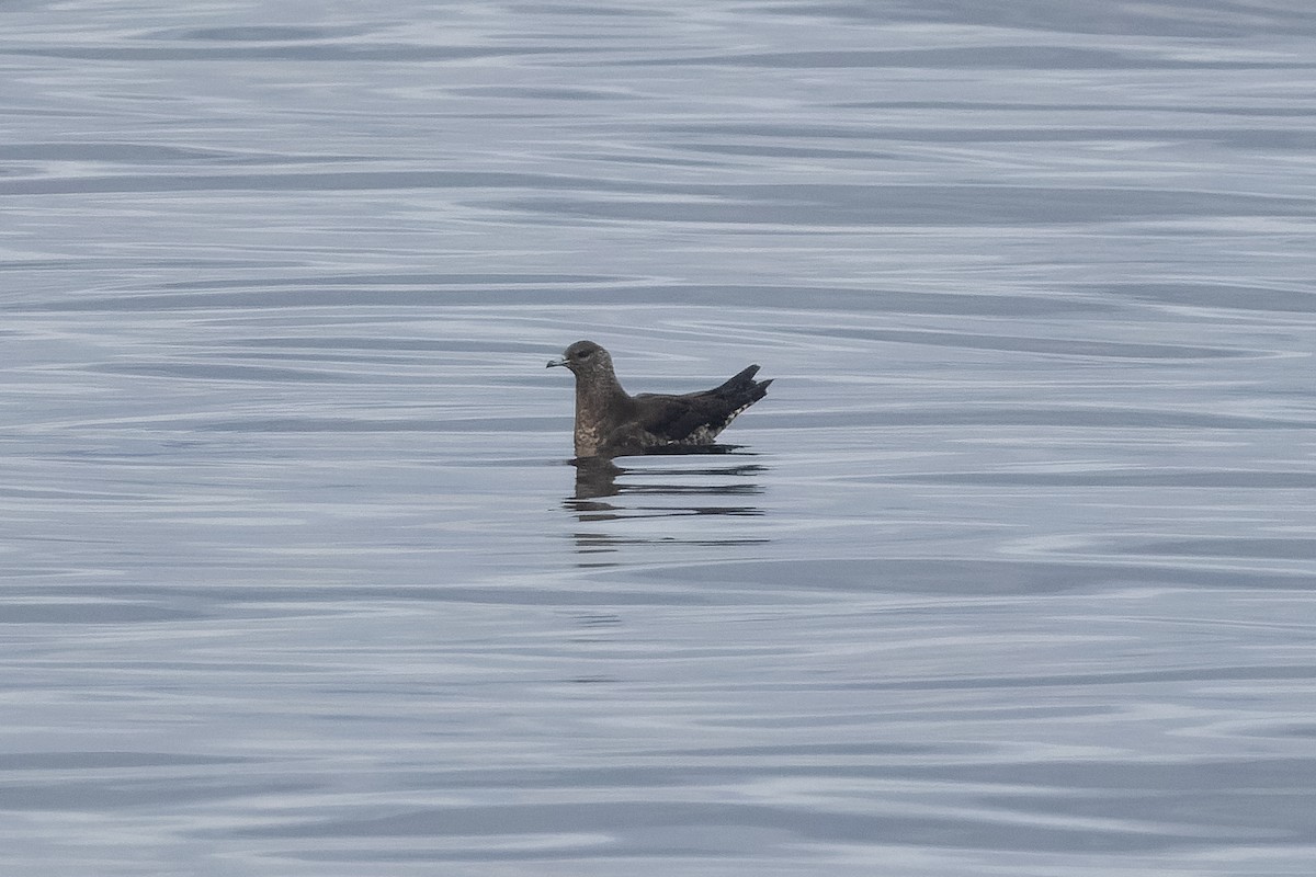 Parasitic Jaeger - ML642953884