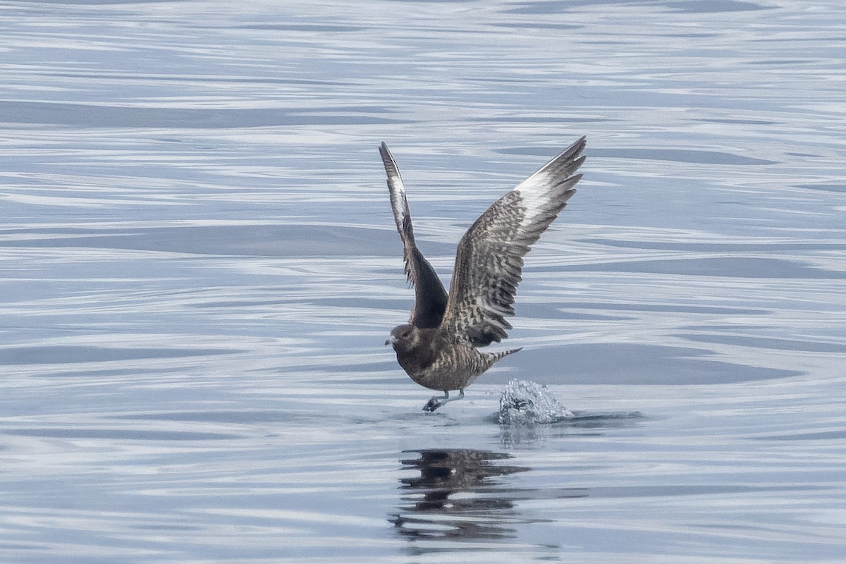Parasitic Jaeger - ML642953885