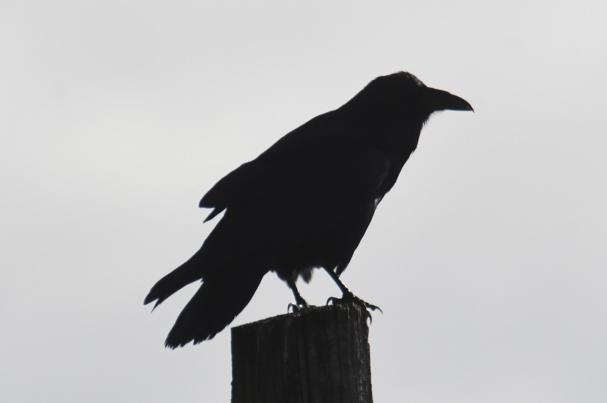 Common Raven - ML642953886