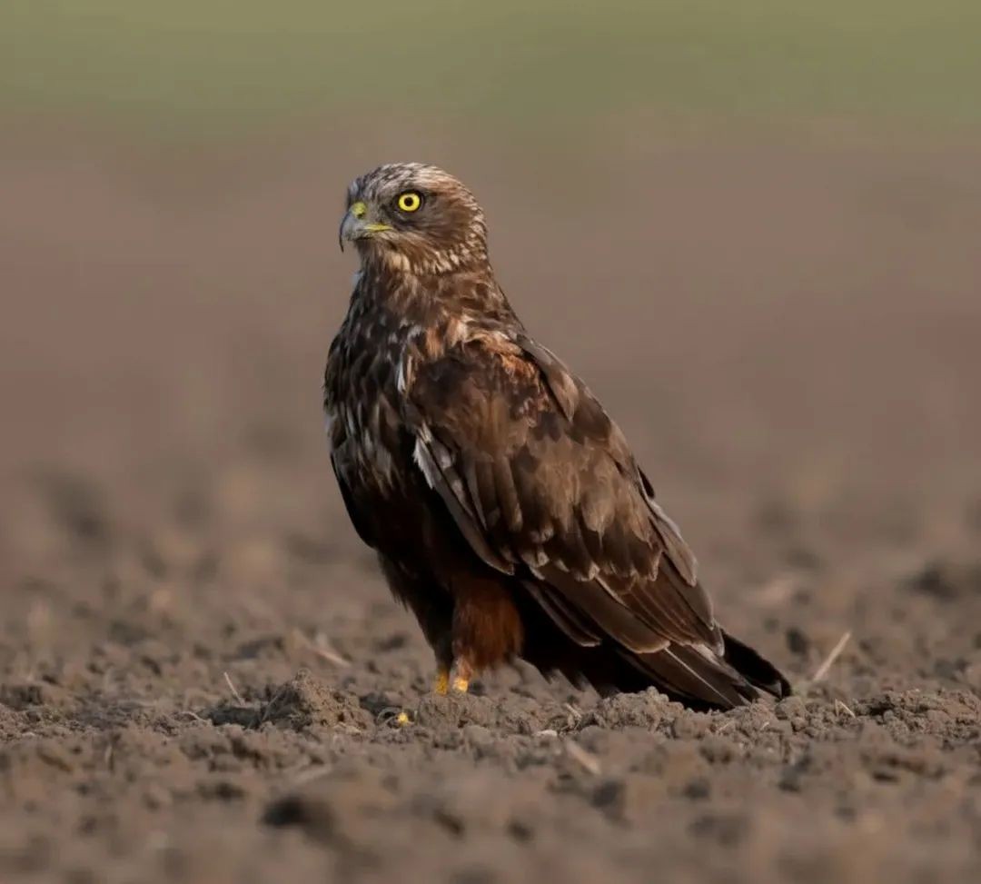 Western Marsh Harrier - ML642953895