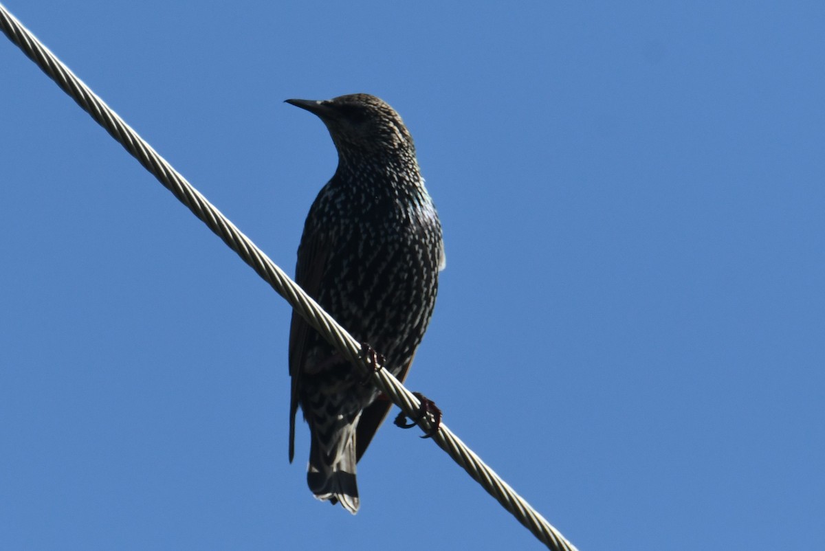 European Starling - ML642953896