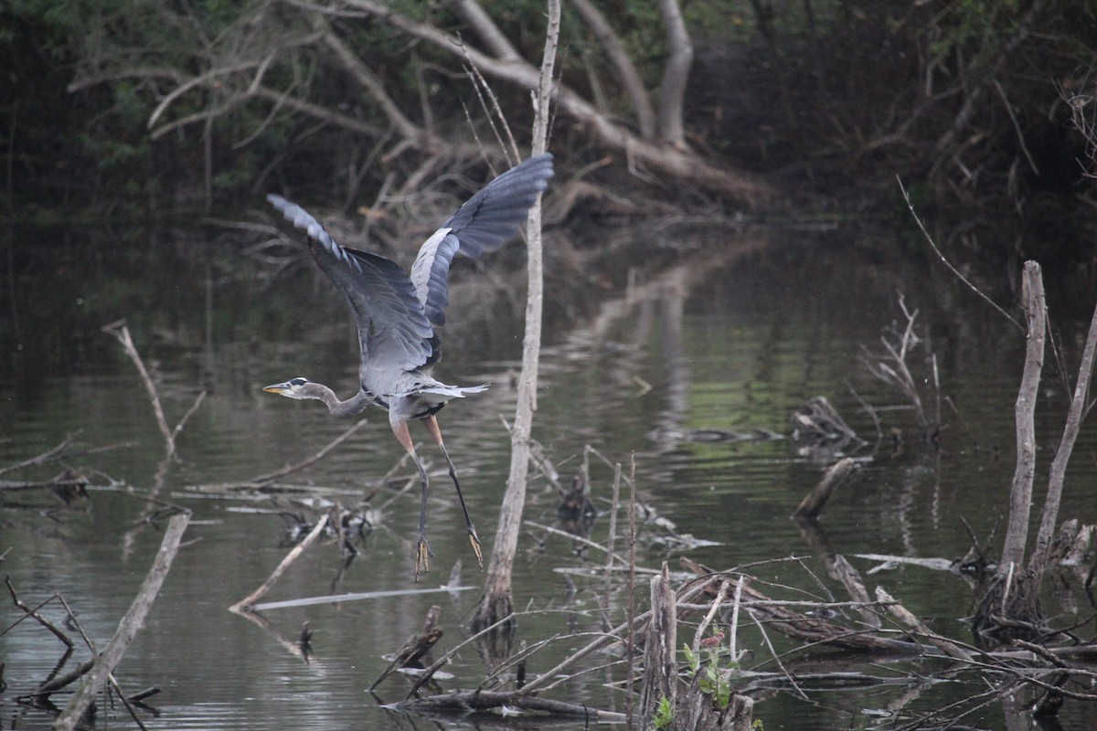 Great Blue Heron - ML642953897