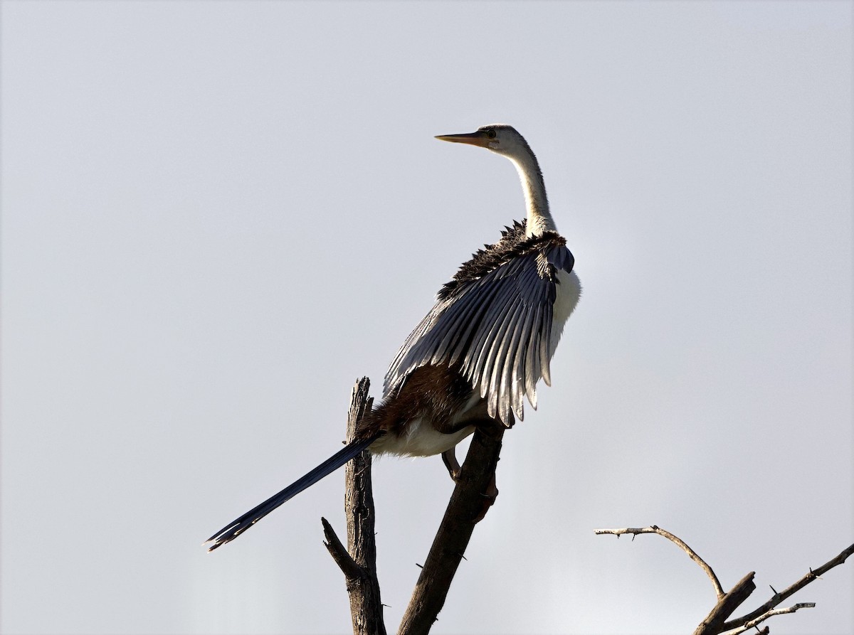 African Darter - ML642953898
