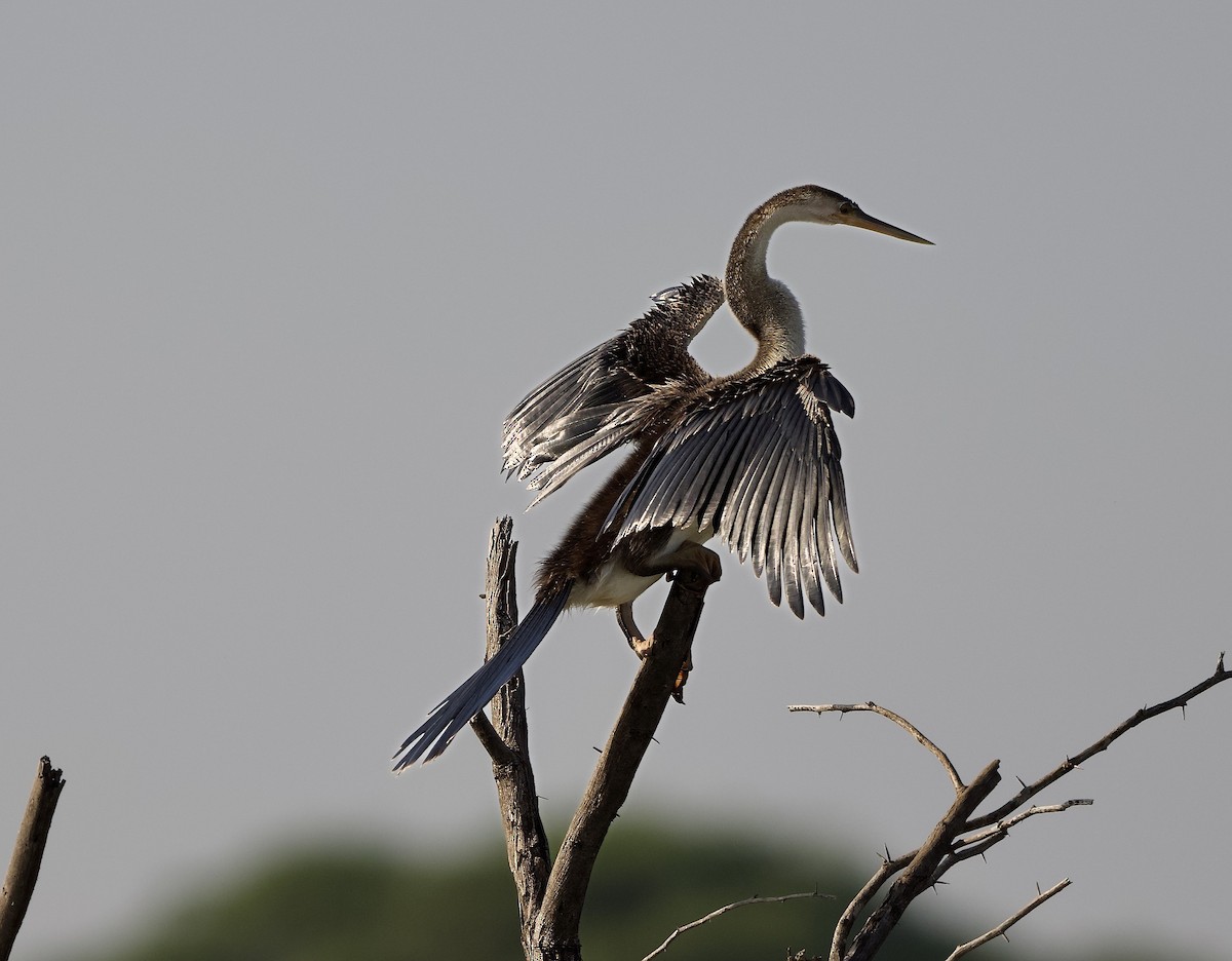 African Darter - ML642953899