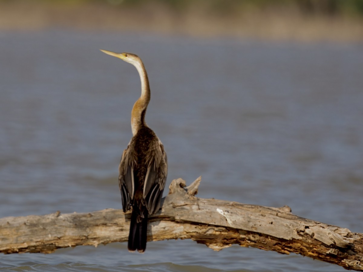 African Darter - ML642953900