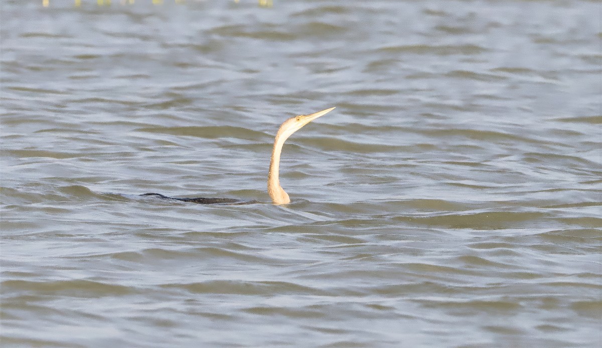 African Darter - ML642953901