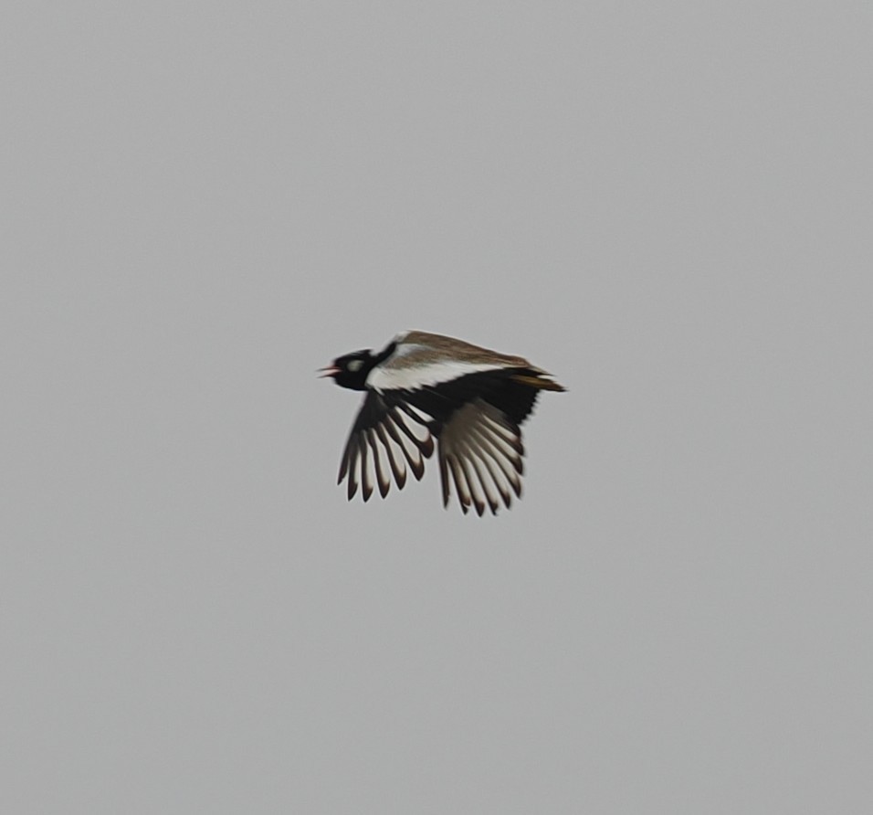 White-quilled Bustard - ML642953902