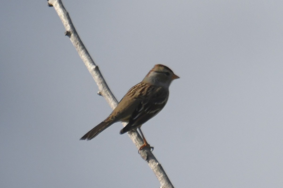 White-crowned Sparrow (Gambel's) - ML642953905