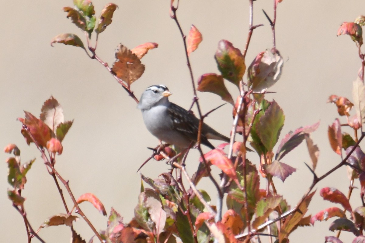 White-crowned Sparrow (Gambel's) - ML642953906