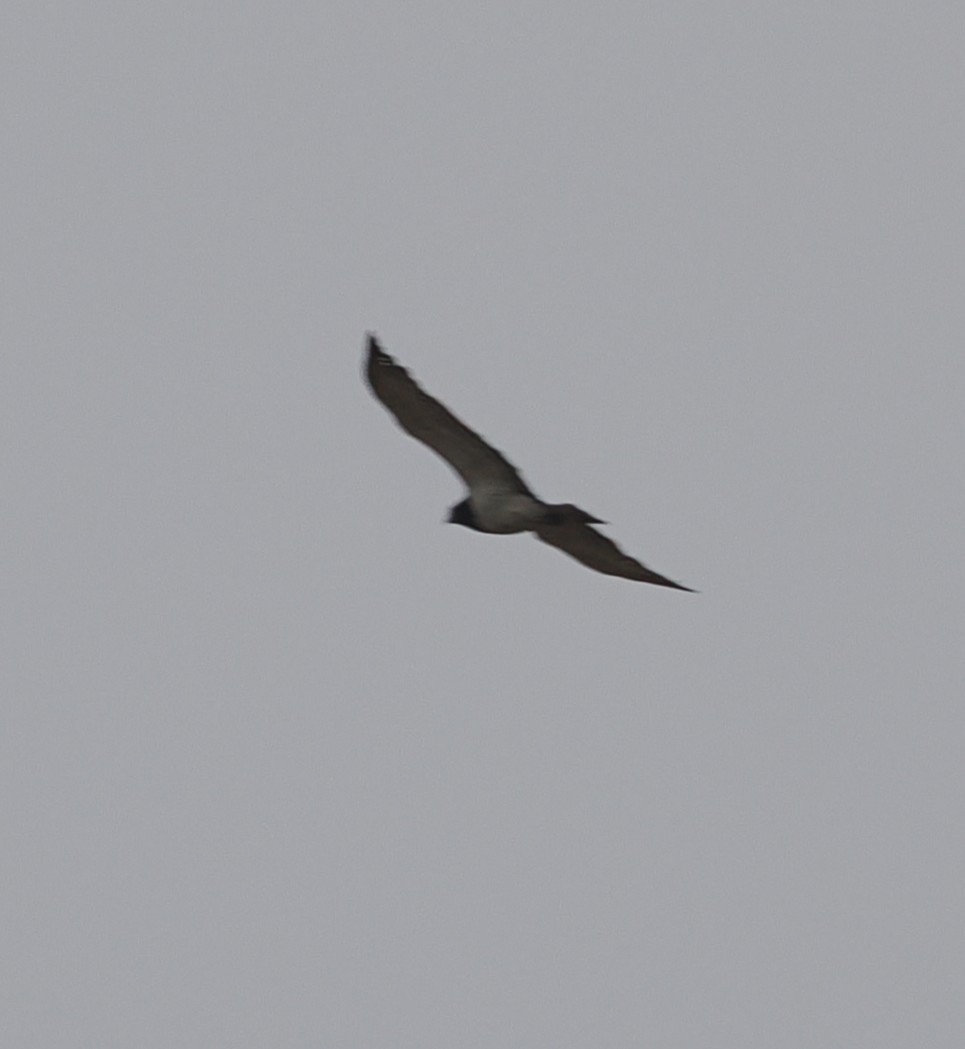 Black-chested Snake-Eagle - ML642953907