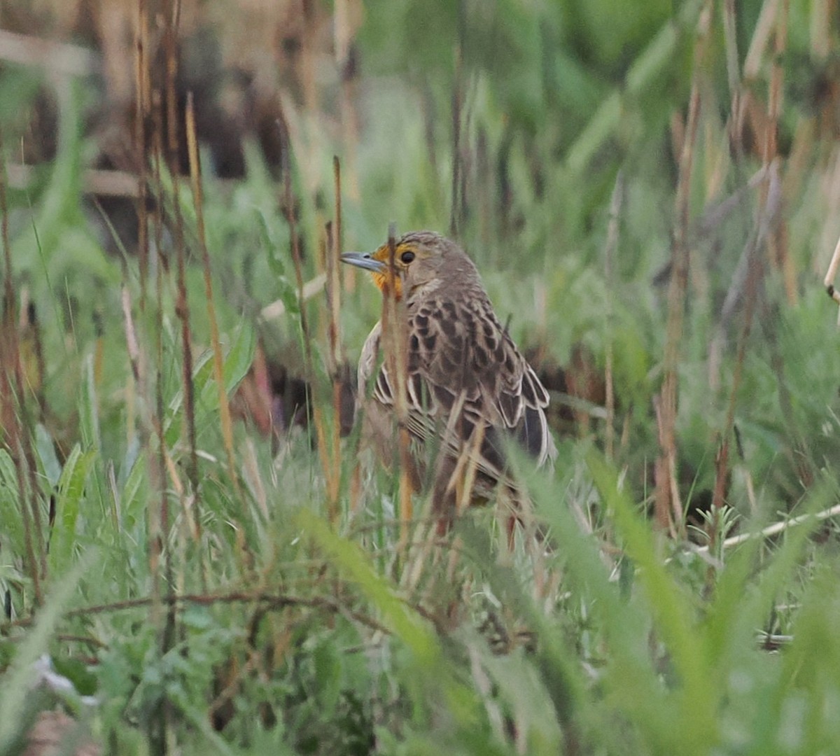 Orange-throated Longclaw - ML642953908