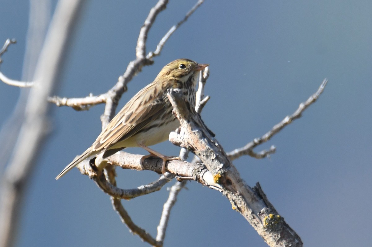 Savannah Sparrow - ML642953909
