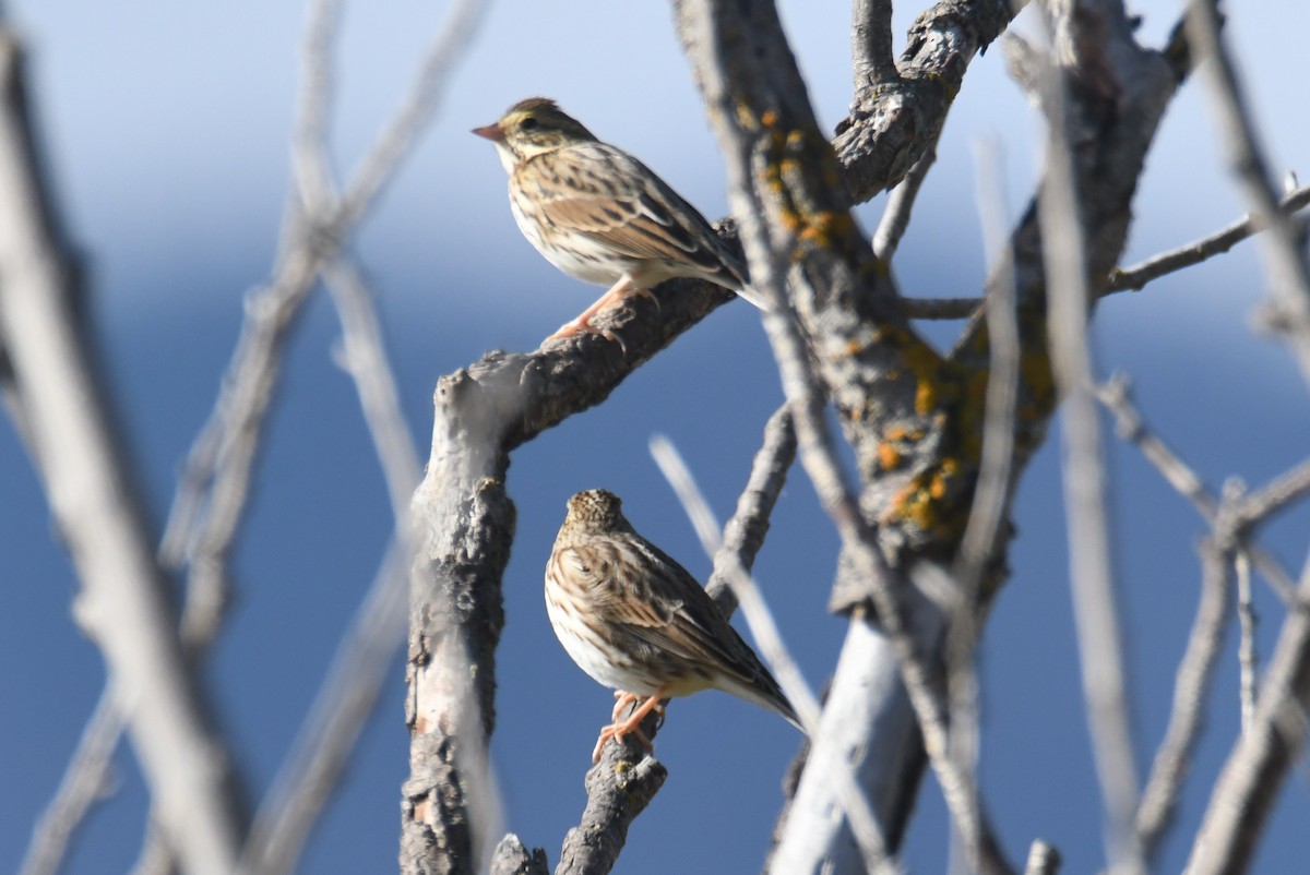 Savannah Sparrow - ML642953910