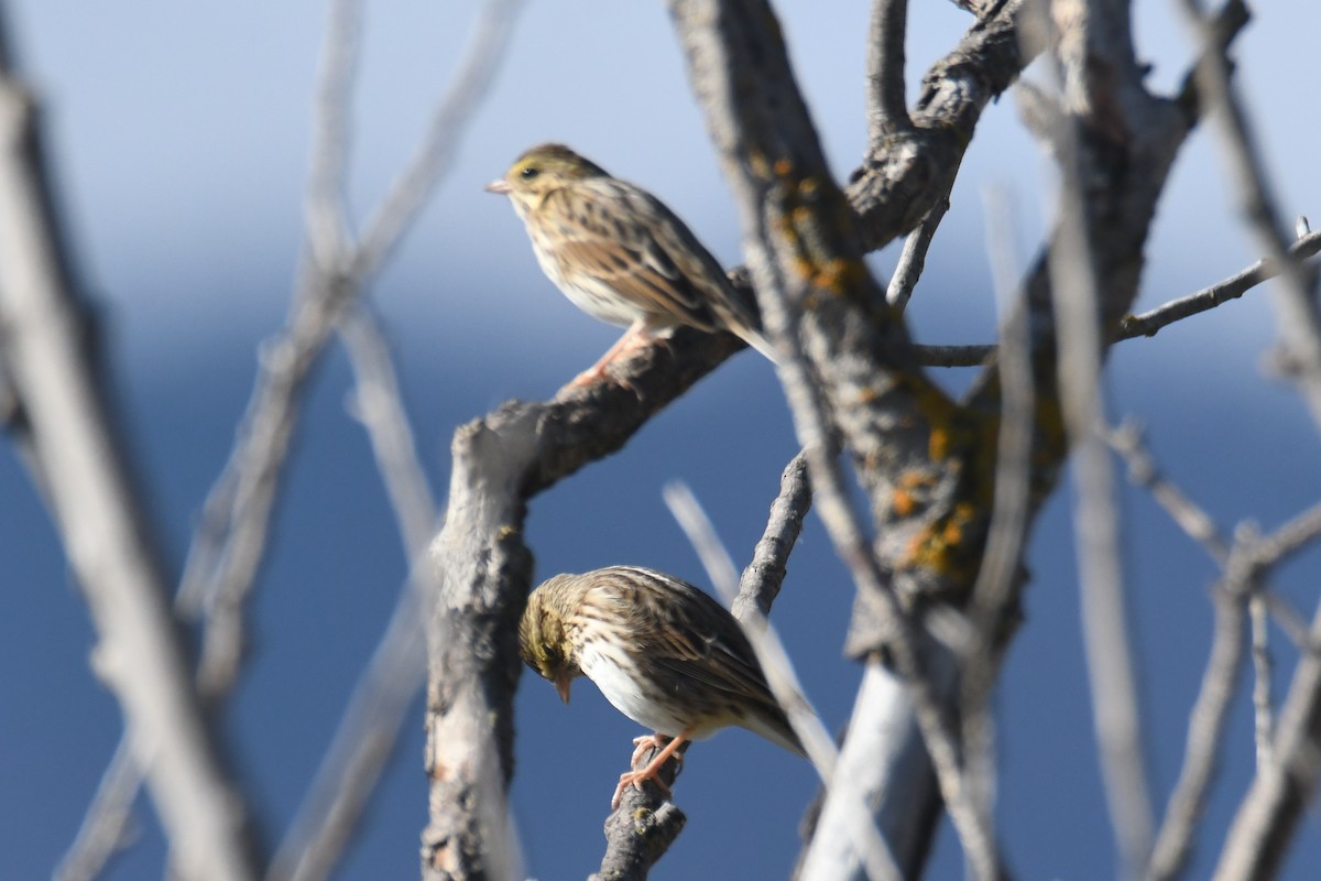 Savannah Sparrow - ML642953911