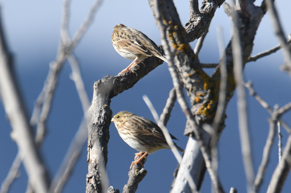 Savannah Sparrow - ML642953912