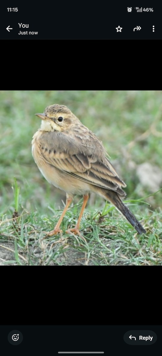 Paddyfield Pipit - ML642953913