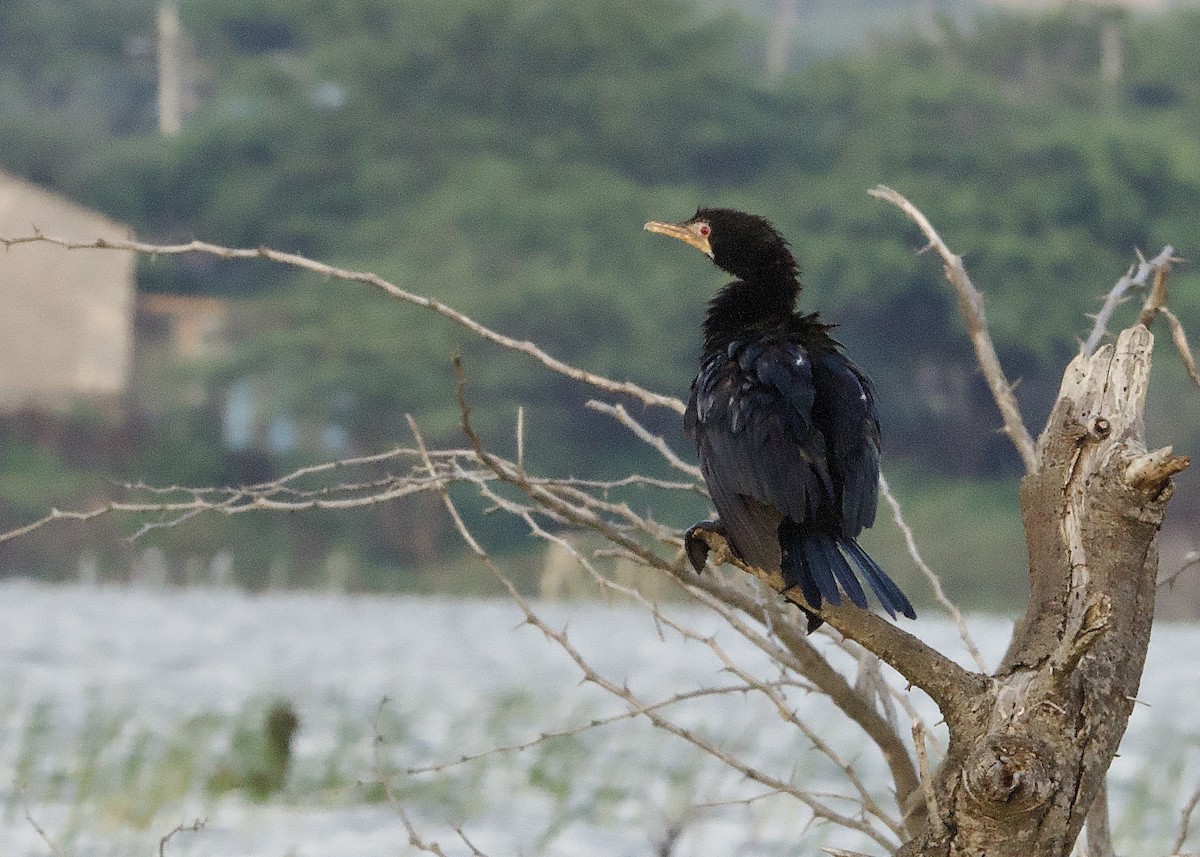 Reed Cormorant - ML642953918