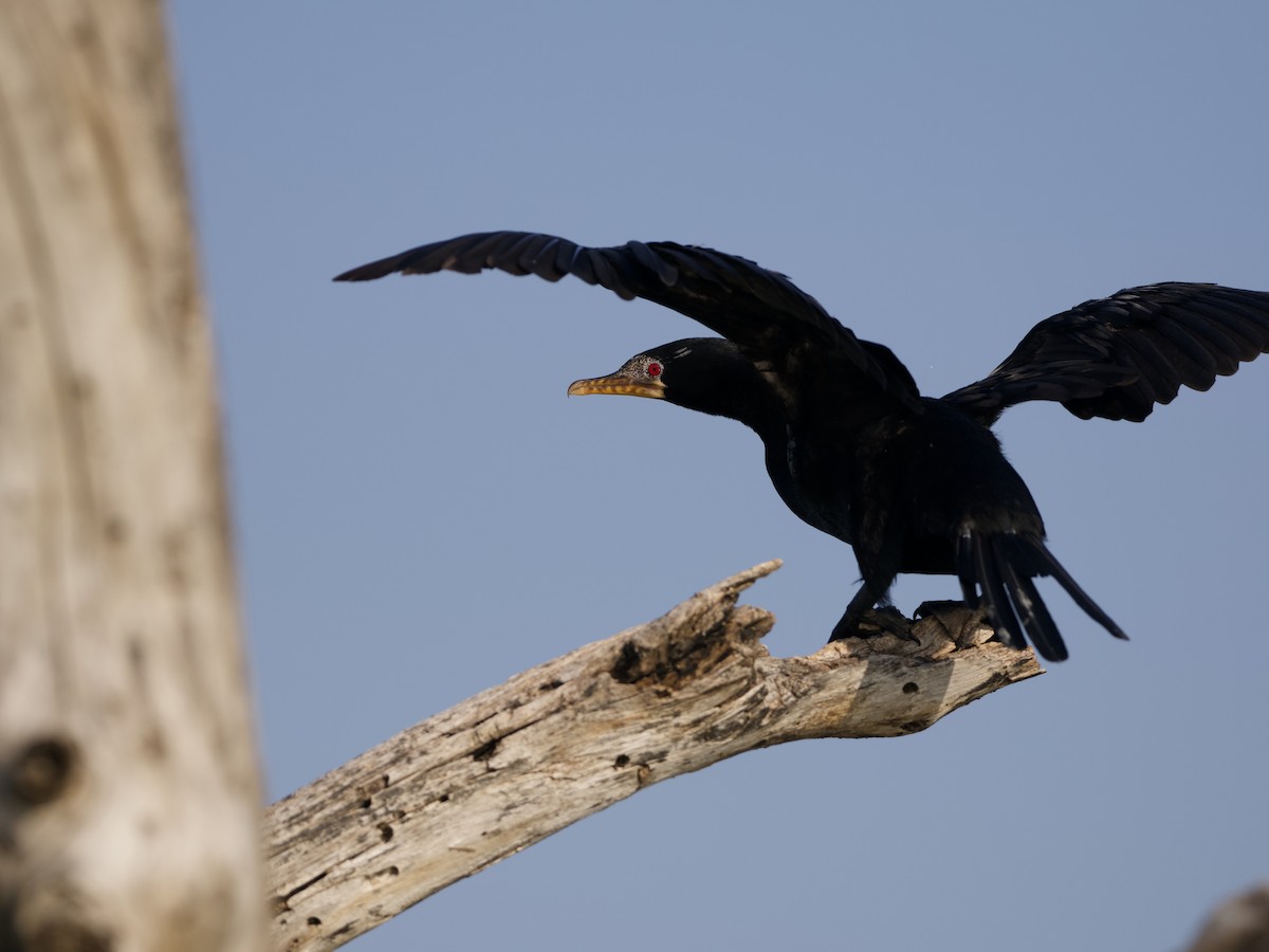Reed Cormorant - ML642953919