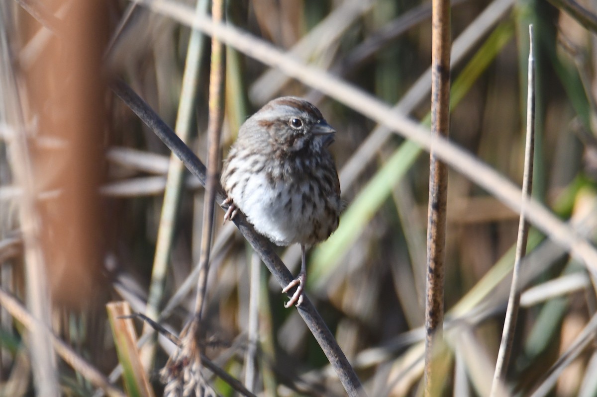 Song Sparrow - ML642953920