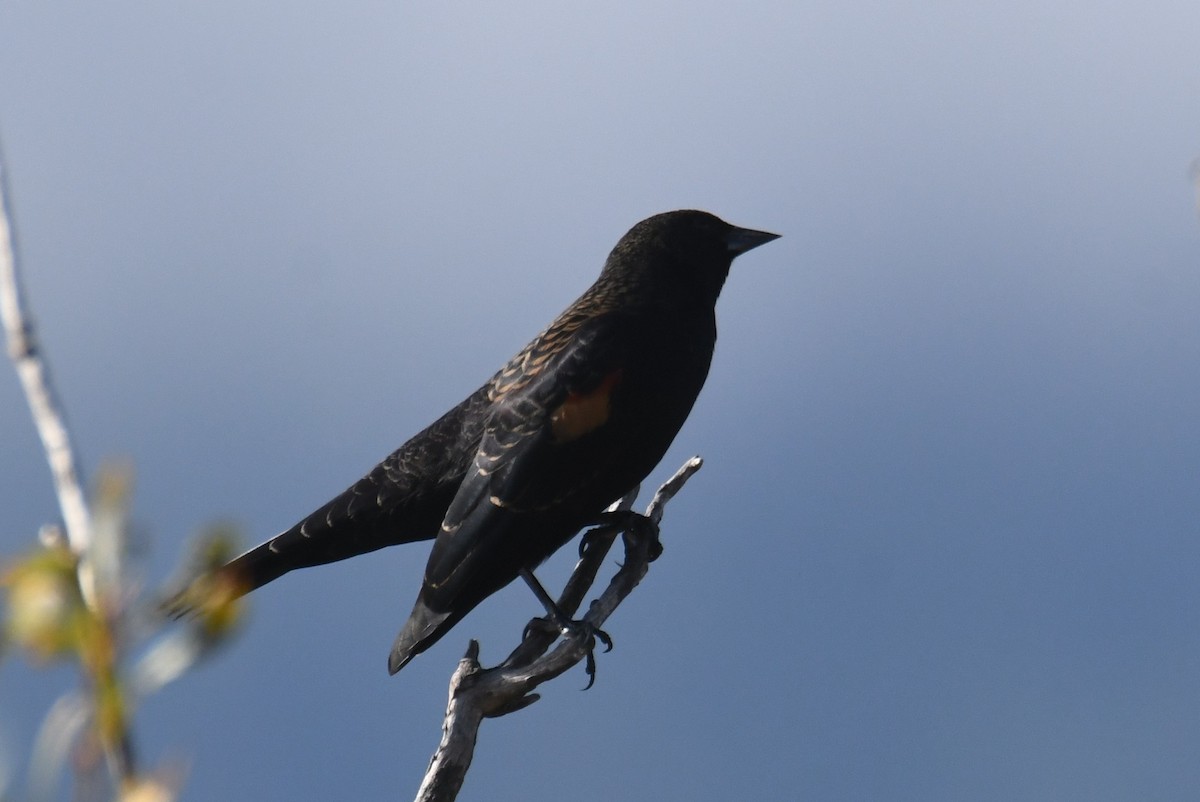 Red-winged Blackbird - ML642953923
