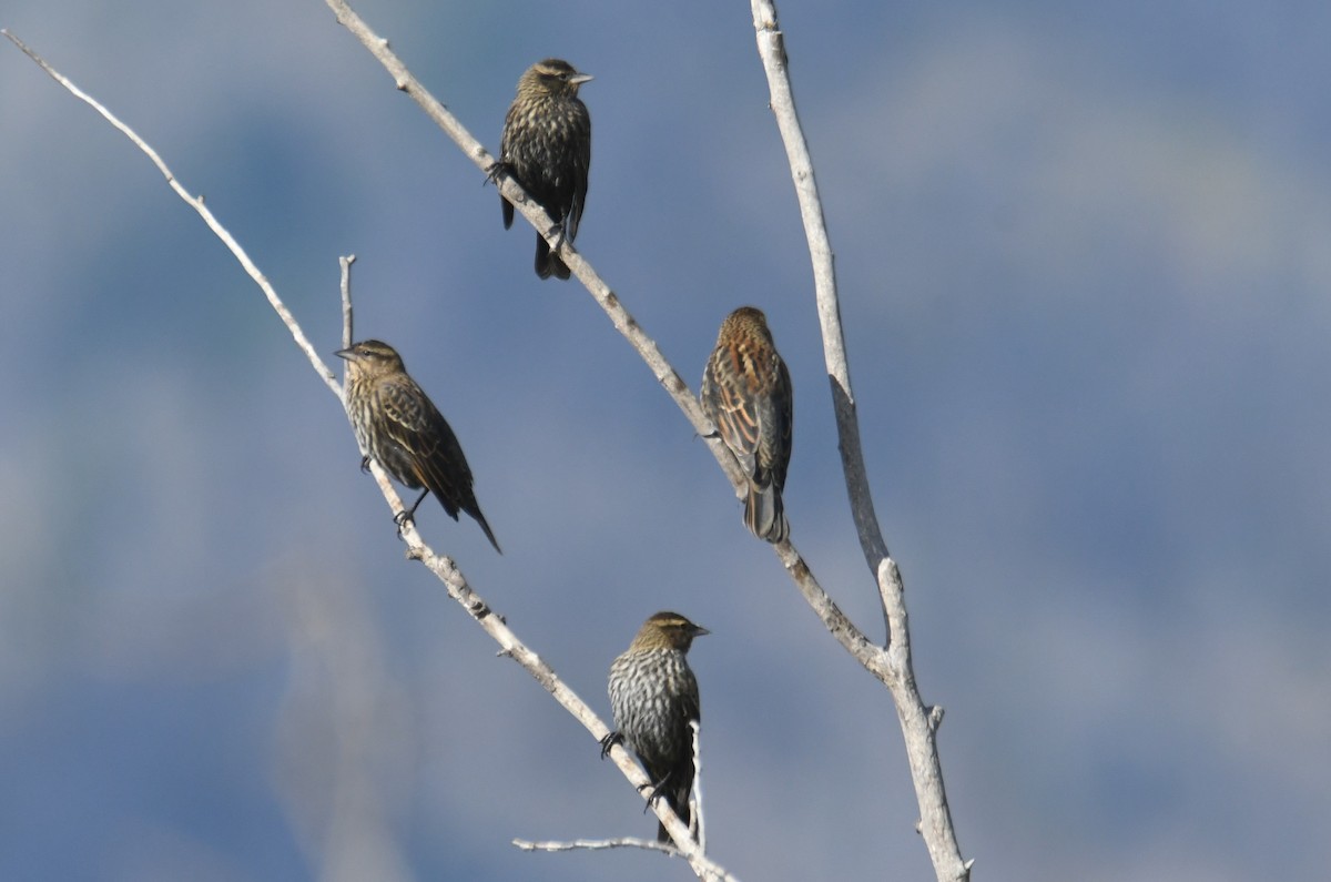 Red-winged Blackbird - ML642953924